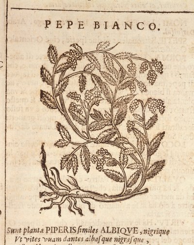 Poivre blanc du poivrier noir (Piper nigrum), gravure par Castore Durante - Italian School