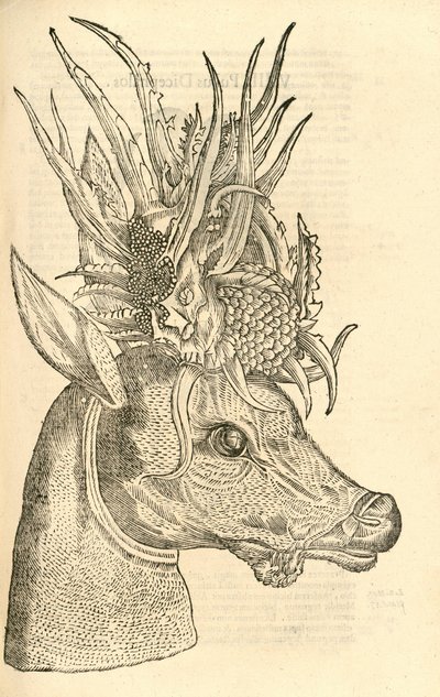 Illustration de Capreolus Polyceros de l