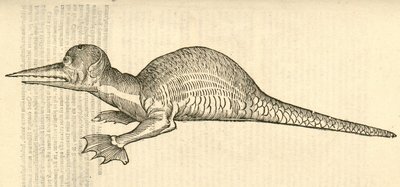 Illustration de Draco marinus monophthalmos bipes de l