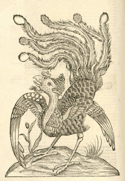 Illustration de Gallus Indicus auritus tridactylus de l