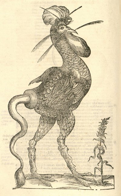 Illustration de Gallus monstrosus de l