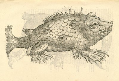 Illustration de Monstrosus Sur marinus de l