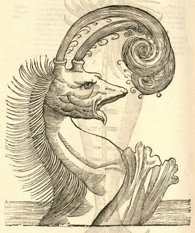 Illustration de Pseudophyseter de l