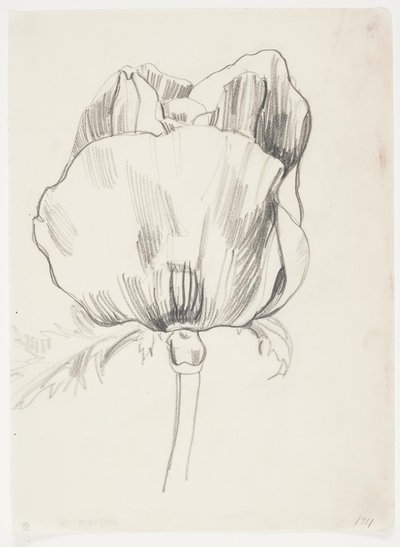 Coquelicot - J.A. Jerichau