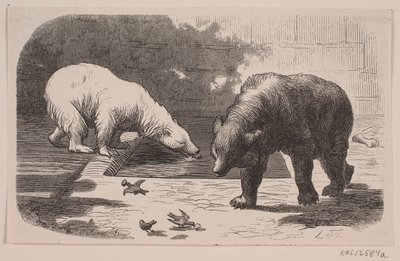 Ours au Jardin des Plantes - J.C. Nielsen