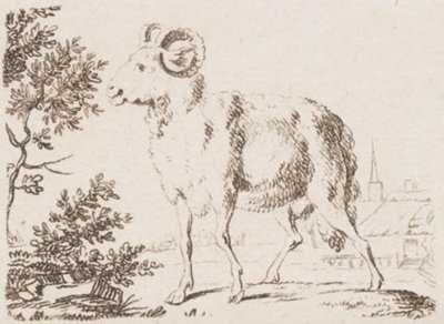 Un bélier - J.F. Clemens