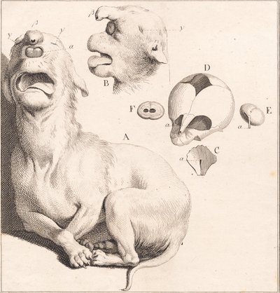 Un chiot difforme - J.F. Clemens