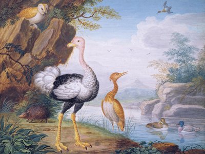 Oiseaux exotiques et un hibou sur les rives d