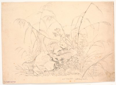Étude de plantes. Joncs et oseilles - J.P. Møller