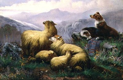 Chiens de Berger et Moutons dans les Highlands Écossais - J.W. Morris