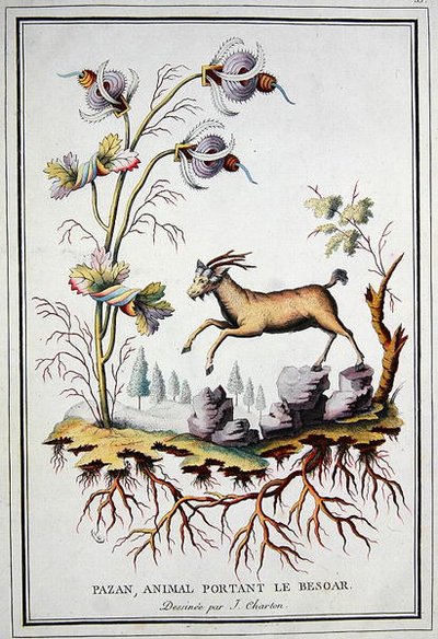 Un Pazan, chèvre sauvage de montagne qui porte dans son estomac un bézoard - J. (after) Charton
