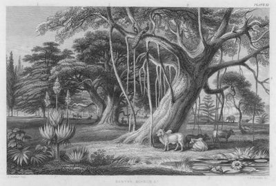 Banyan, Baobab etc. - J. (after) Stewart