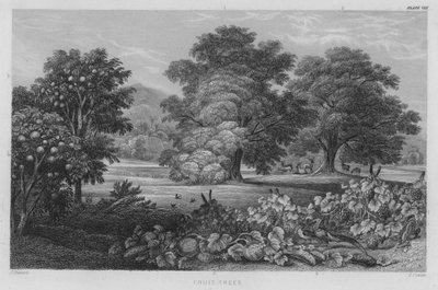 Arbres Fruitiers (gravure en couleur) - J. (after) Stewart
