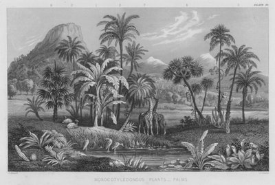 Plantes Monocotylédones, Palmiers (gravure en couleur) - J. (after) Stewart
