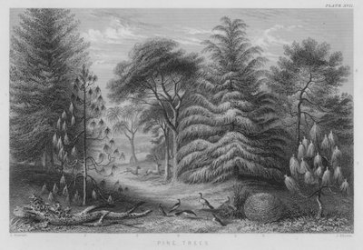 Pins (gravure en couleur) - J. (after) Stewart