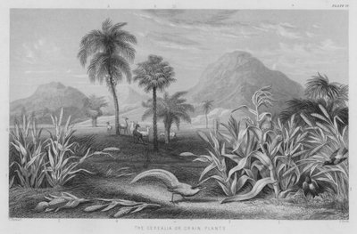 Les céréales ou plantes à grains - J. (after) Stewart
