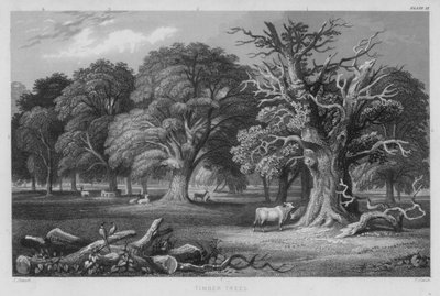 Arbres à bois - J. (after) Stewart