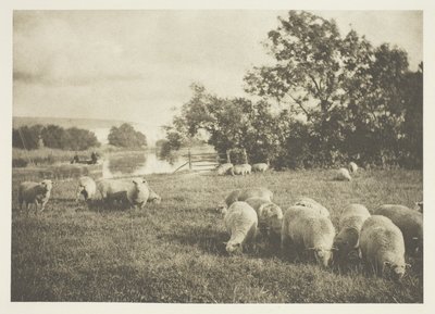 Étude de moutons - J. B. B. Wellington