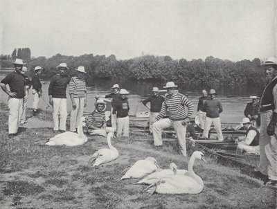 Swan upping sur la Tamise, examen des vieux oiseaux - J. Benjamin Stone