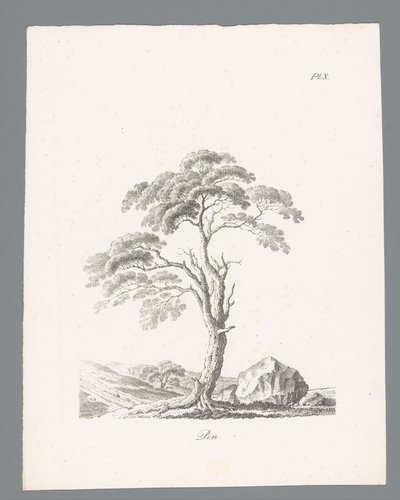Pin (Études d