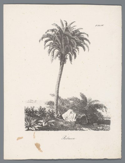 Palmier (Studies van bomen, Études d
