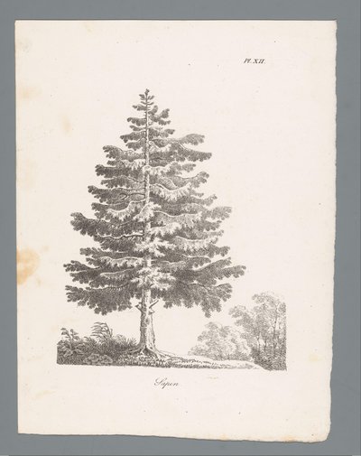 Sapin (Studies van bomen, Études d