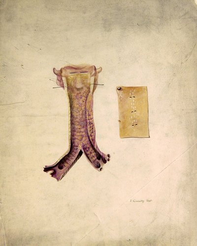Étude de trachée - J. Counolly
