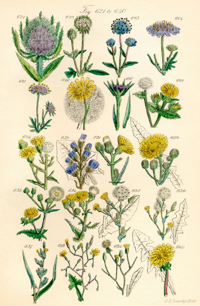 Page d