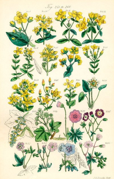 Page d