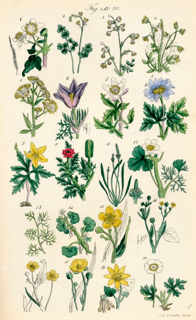 Page d