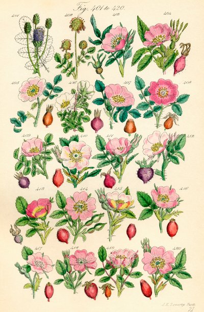 Page d