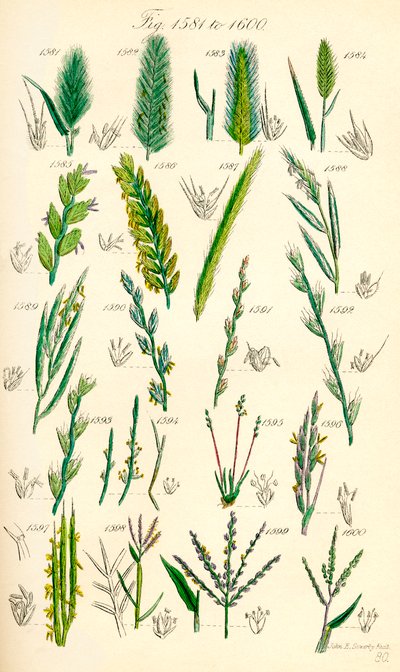 Page d