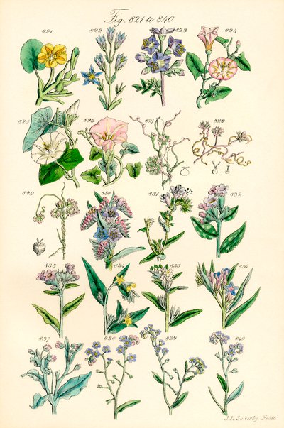 Page d
