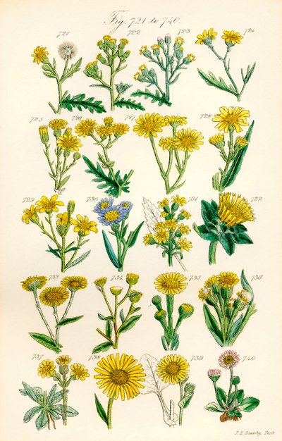 Page d