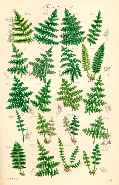 Page d