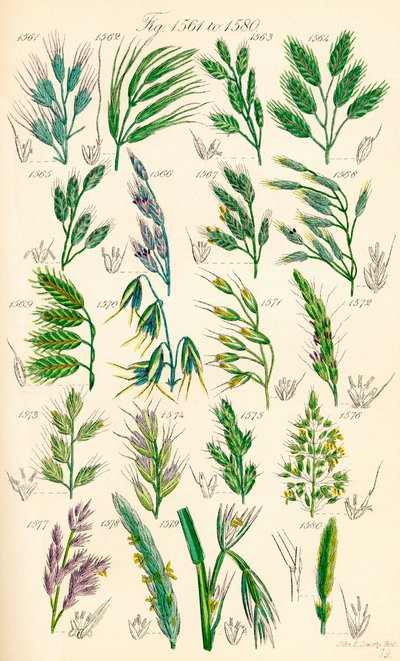 Page d