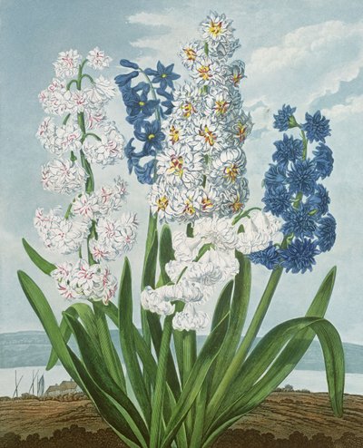 Jacinthes, gravé par Warner, de 