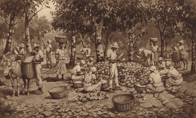 Casser des cabosses de cacao à Trinidad - J. Macfarlane
