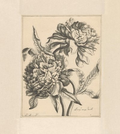 Deux branches avec une pivoine - J. Porteret