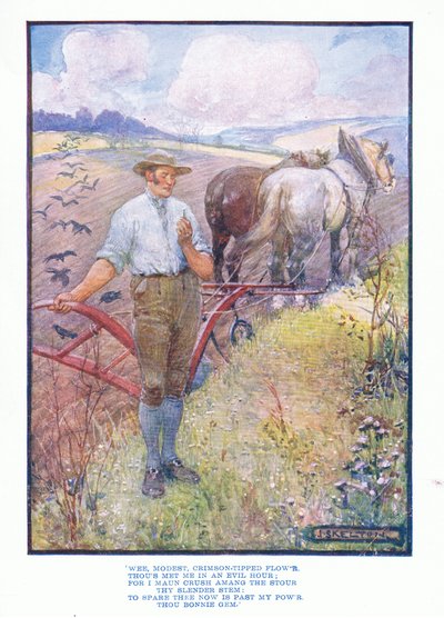Petite fleur modeste, cramoisie, de Littérature anglaise pub. par T C & EC Jack, vers 1920 - J. R. Skelton