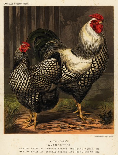 Poules Wyandotte américaines - J. W. (after) Ludlow