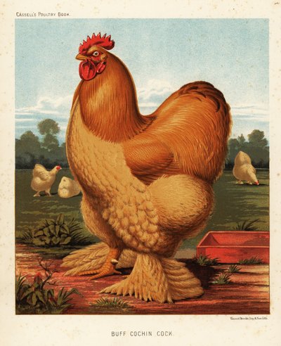 Coq cochin fauve - J. W. (after) Ludlow