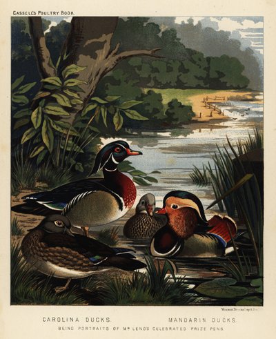 Canards de Caroline, Aix sponsa, et canards mandarins, Aix galericulata - J. W. (after) Ludlow