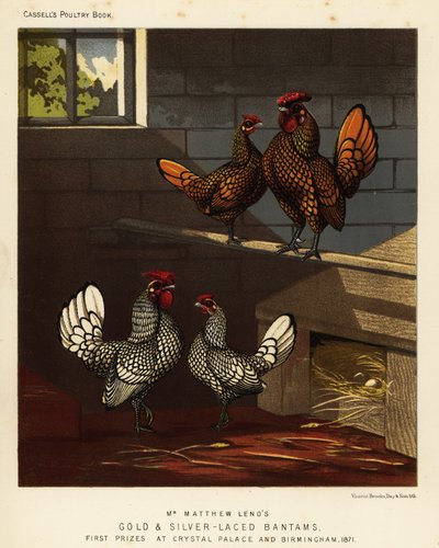 Bantam doré et bantam argenté, coq et poule - J. W. (after) Ludlow