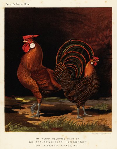 Hambourgs dorés à crayon - J. W. (after) Ludlow