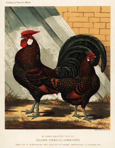 Coq et poule Hamburgh dorés tachetés - J. W. (after) Ludlow