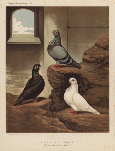 Pigeons : Hiboux africains, bleu, noir et blanc - J. W. (after) Ludlow