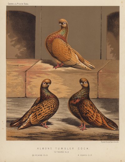 Pigeons : Coq Tumbler Amande - J. W. (after) Ludlow
