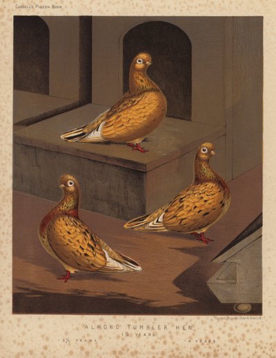 Pigeons: Poule tumbler amande - J. W. (after) Ludlow