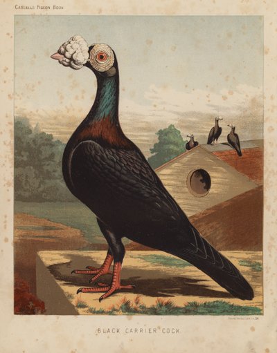 Pigeons: Coq porteur noir - J. W. (after) Ludlow